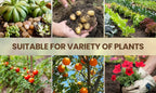 Soil Activator: Plants' Best Friend - Rejuvenate Your Plants ( BUY 1 GET 1 FREE )